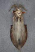 Taxidermy. A stuffed goats head. 100cm
