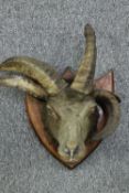 Taxidermy curiosity. A four horned goats head. A four horned goat has a genetic mutation,