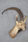 Taxidermy. A Goats head. This goat appears to have two tone pair of horns. H.75 cm.