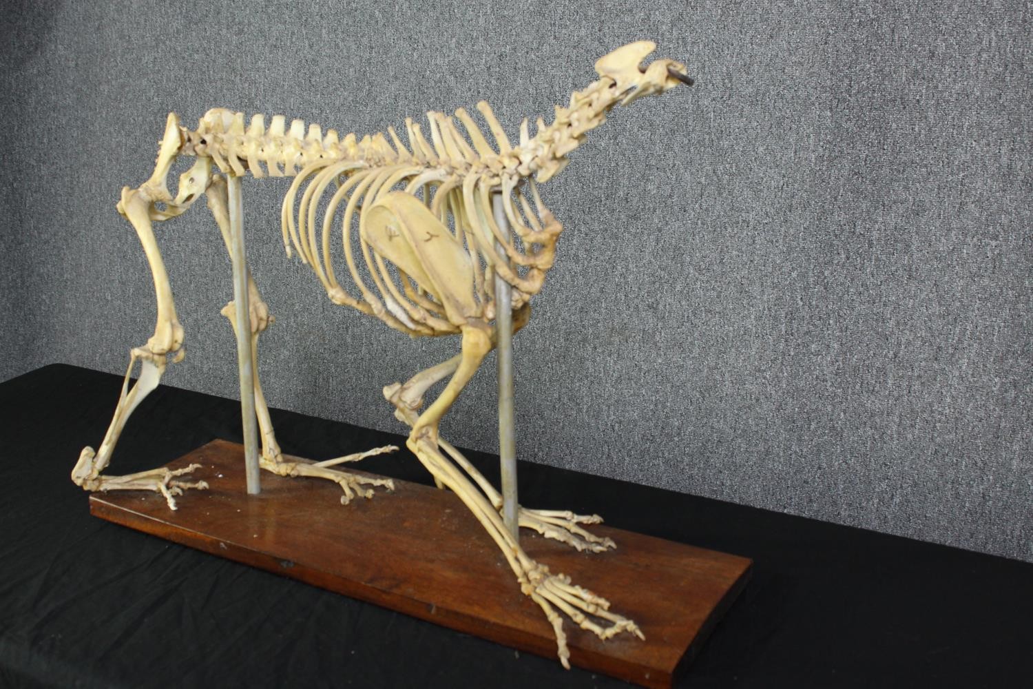 Taxidermy. An unidentified animal skeleton. Probably canine. Well preserved but missing its skull. - Image 2 of 5