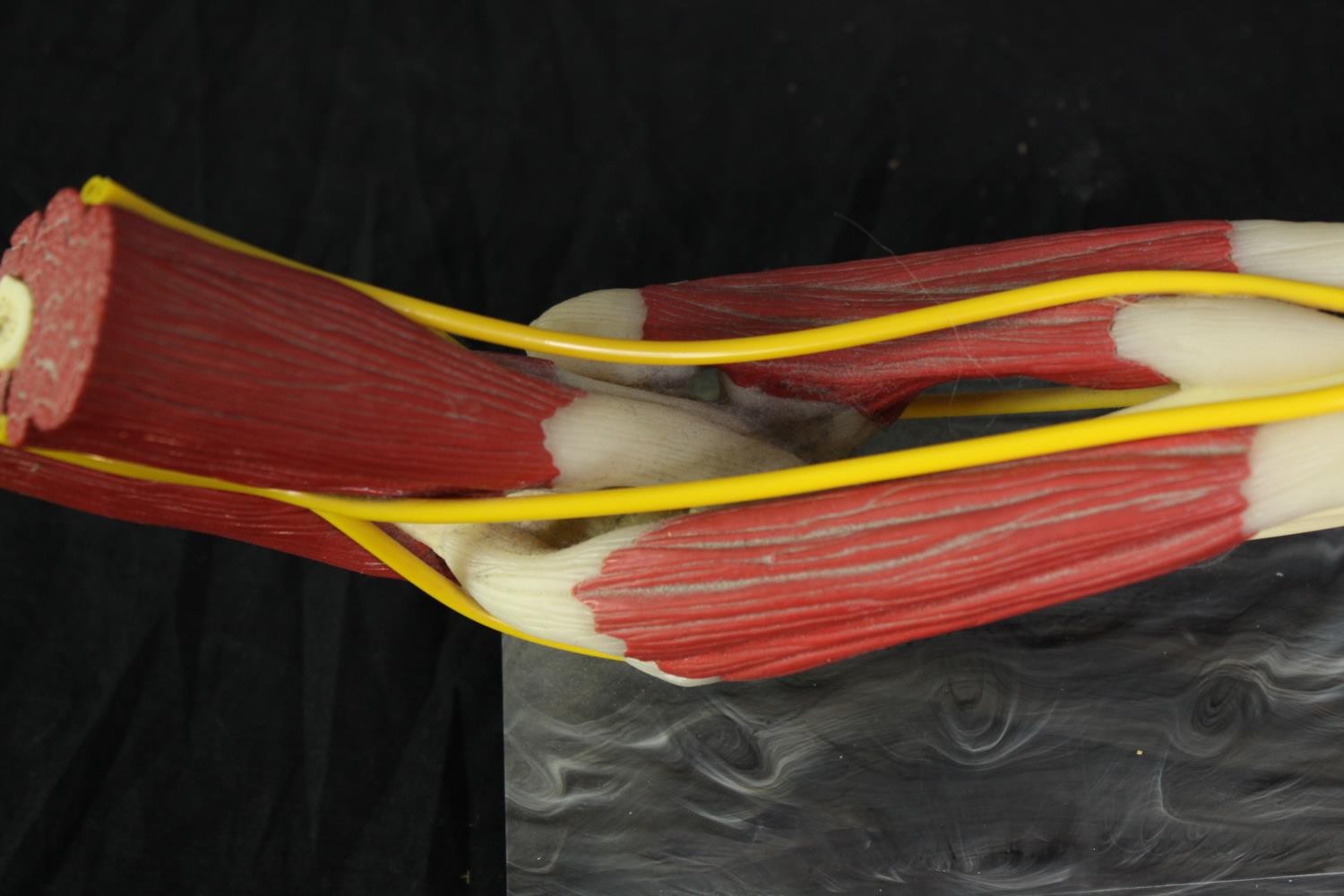 A medical anatomical model showing the musculature system of the human arm. Set on a plinth. L.50 - Image 4 of 4