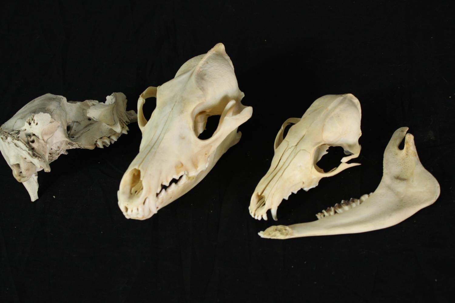 Two skulls and one jaw bone from unknown animals. H.8 x W.21 cm.