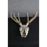 A Deer skull complete with its antlers. H.95 cm.