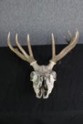 A Deer skull complete with its antlers. H.95 cm.