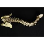 A replica Human spine. From the collection of David Charlaff Chiropractor and Osteopath. L. 75 cm.