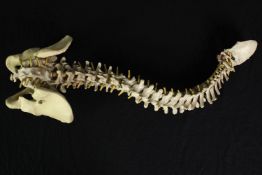 A replica Human spine. From the collection of David Charlaff Chiropractor and Osteopath. L. 75 cm.