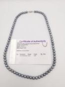 A grey-blue Japanese Akoya cultured pearl necklace with a 9ct white gold clasp, with certificate