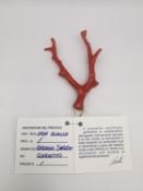 An Italian, from Naples, red coral branch good luck charm with 18ct yellow gold hanging loop.