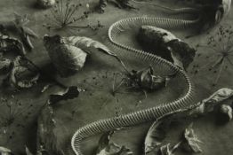 Jane E Clark. Photograph. Snake skeleton arrangement with leaves. Framed and glazed. H.46 x W.50 cm.