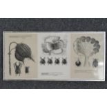 Three lithographs of insects and botanicals. Edition of 700 numbered and signed copies. Framed and