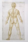 Leonardo da Vinci. Anatomical print. Framed and glazed. H.43 x W.33 cm.