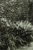 Photograph. 'Garden'. Unnumbered but marked 'A.P' (Artist's proof). Signed with the photographers