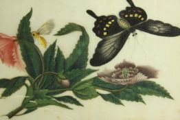 Chinese watercolour on rice paper. Butterfly and flowers. In a bamboo frame. Early twentieth