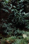Photograph. Framed and glazed. Unsigned. Garden scene. H.49 W.41 cm.