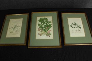 A set of three botanical prints. Copper engravings and chromolithographs. Framed and glazed. H.35