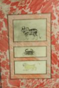 Three Indian 19th century watercolours of animals. Naive in style. On a red and white hand marbled