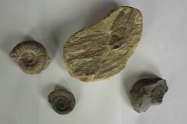 Four fossils including a Dactylioceras. The largest measuring L.18 x W.10 cm.