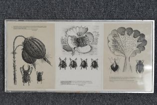 Three lithographs of insects and botanicals. Edition of 700 numbered and signed copies. Framed and