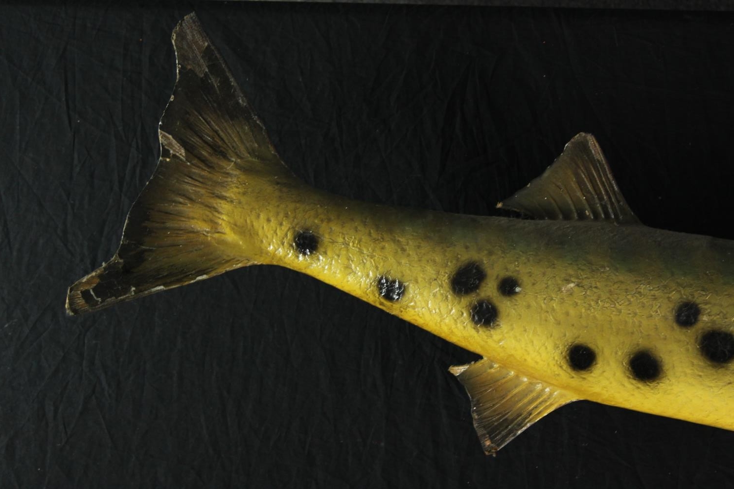 A large stuffed Barracuda. L.134 cm. - Image 5 of 5