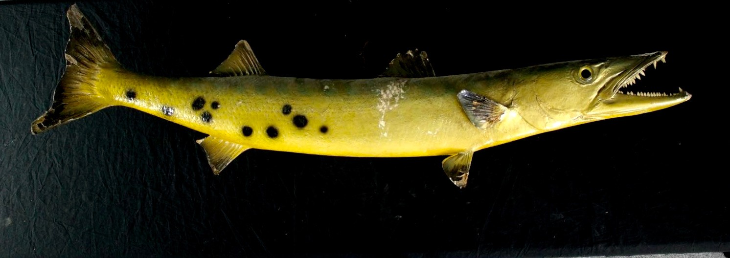 A large stuffed Barracuda. L.134 cm.