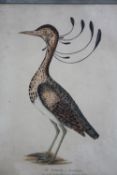 Hand coloured engraving of a Curmoor bird. Plate from James Forbes' 'Oriental Memoir'. Circa 1819.