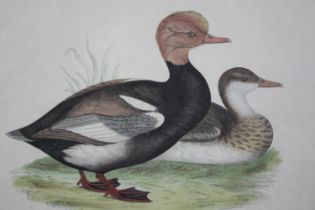 Lithograph titled the 'Red Chested Duck'. Framed and glazed. H.47 W.62 cm.