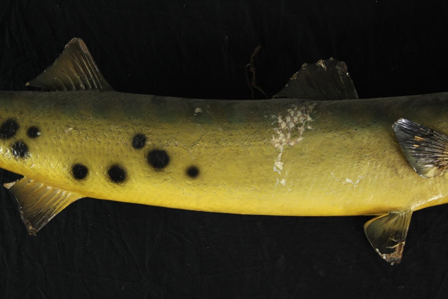 A large stuffed Barracuda. L.134 cm. - Image 4 of 5