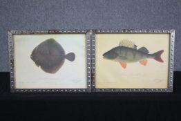 Two hand coloured engravings of fish printed 1884. A Turbot and Perch. Framed and glazed. Each