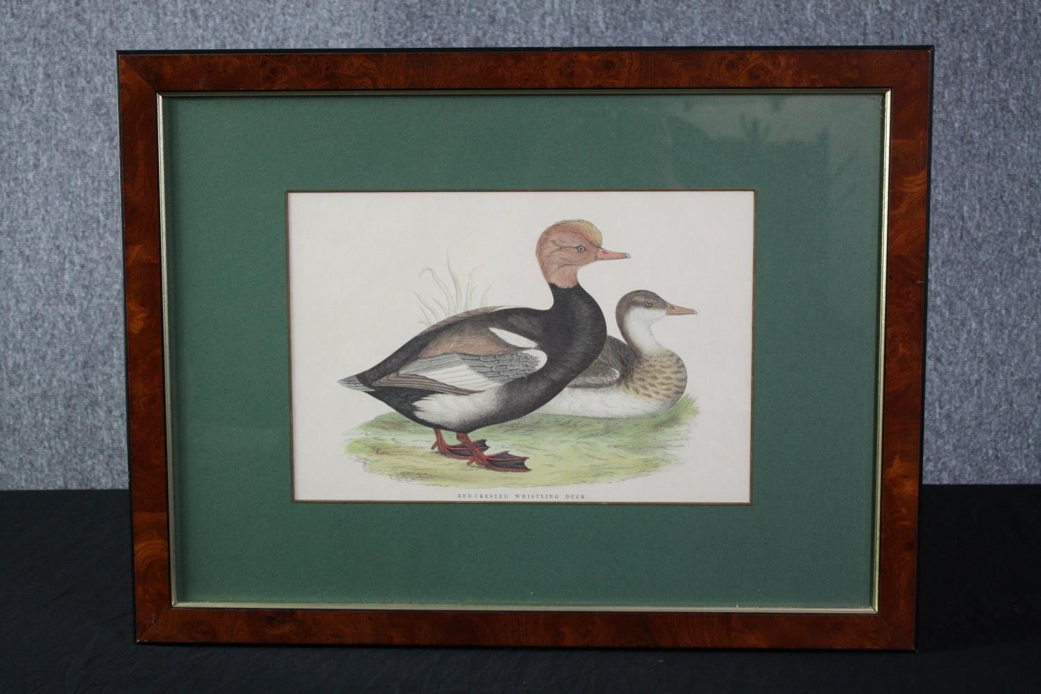 Lithograph titled the 'Red Chested Duck'. Framed and glazed. H.47 W.62 cm. - Image 2 of 4