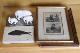 A fish fossil and two framed hand coloured engravings of monkeys. Fossil dated to 50 million years