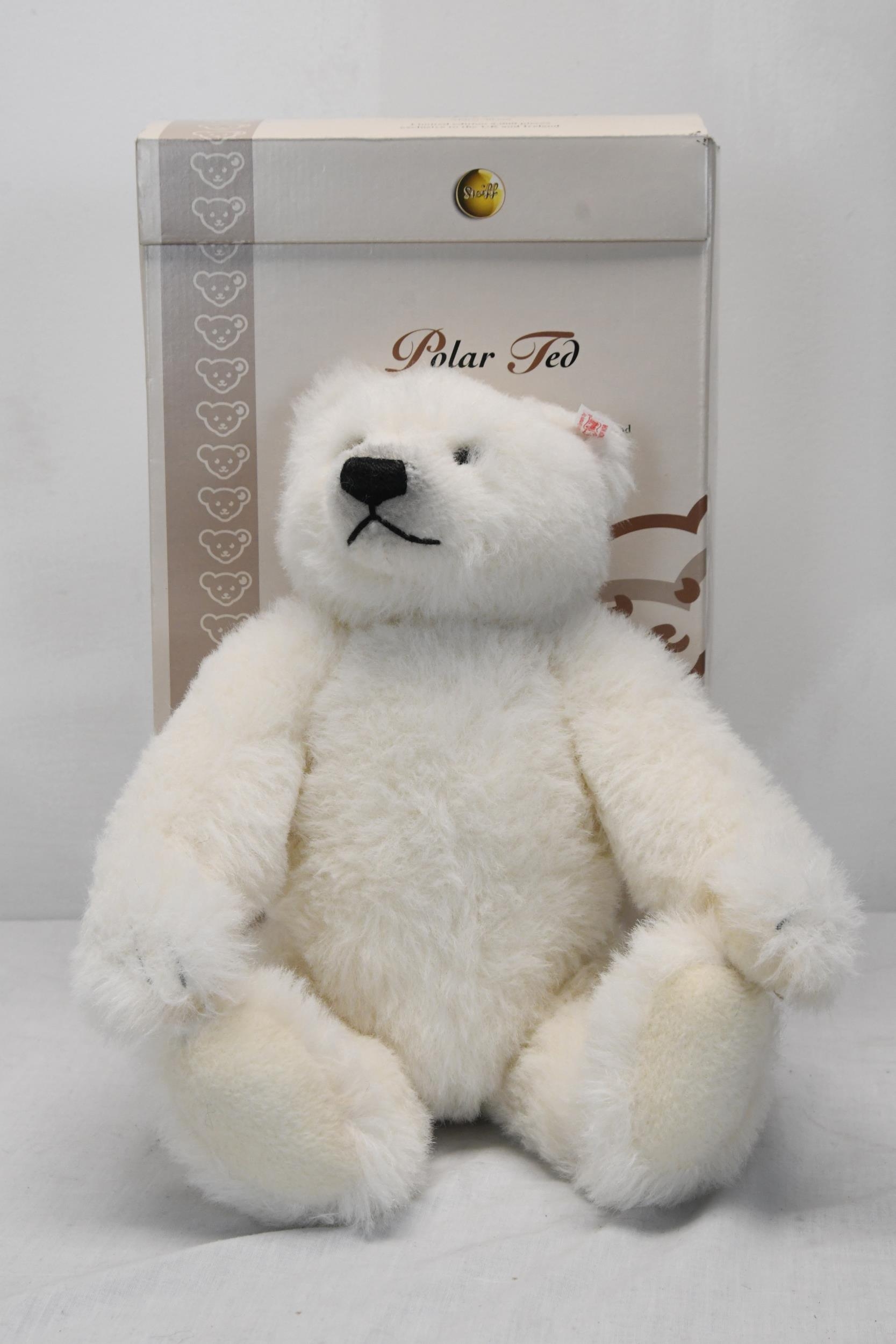 A boxed Steiff bear, Polar Ted. Bear is 30cm high.