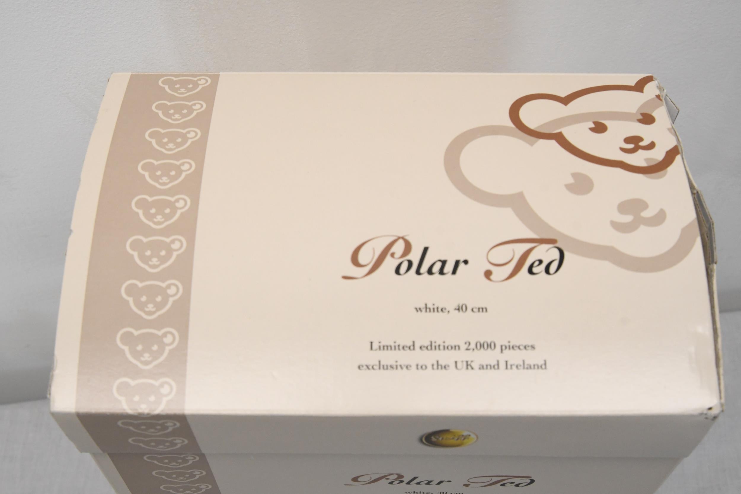 A boxed Steiff bear, Polar Ted. Bear is 30cm high. - Image 2 of 2