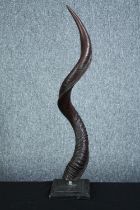 A Kudu horn mounted on a stepped ebonised plinth. H. 69 cm.