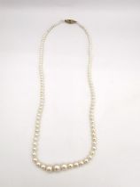 A graduated cultured pearl necklace with 9ct yellow gold spiral push clasp. Clasp hallmarked: Jka,