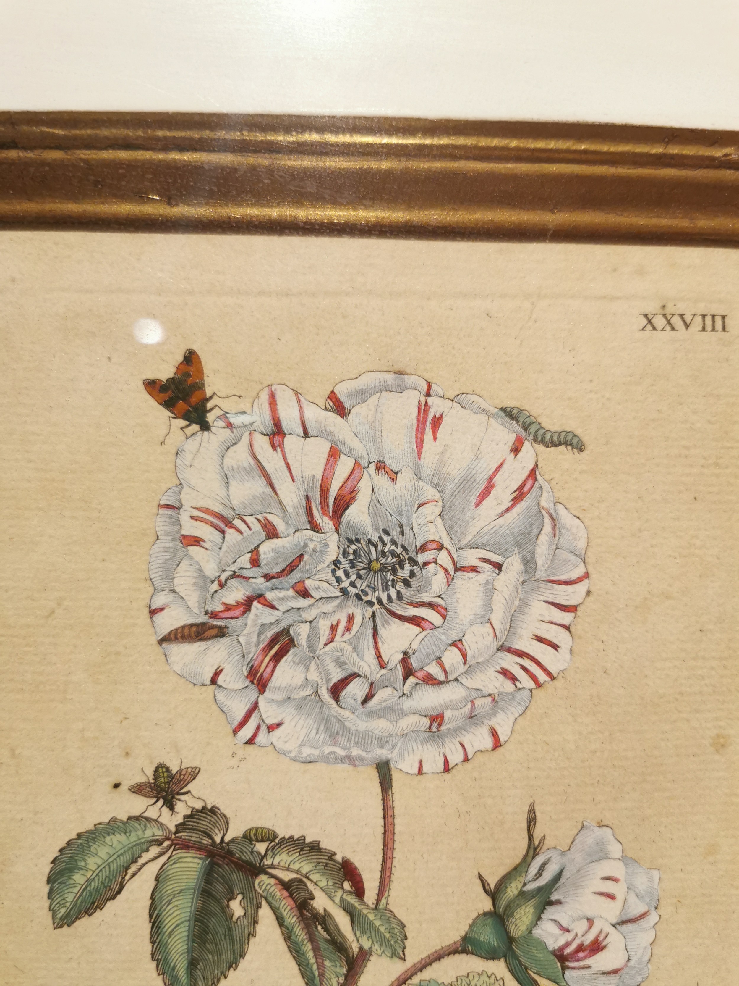 Maria Sibylla Merian, (1647-1717), a lacquered and gilded framed 18th century hand coloured copper - Image 3 of 6