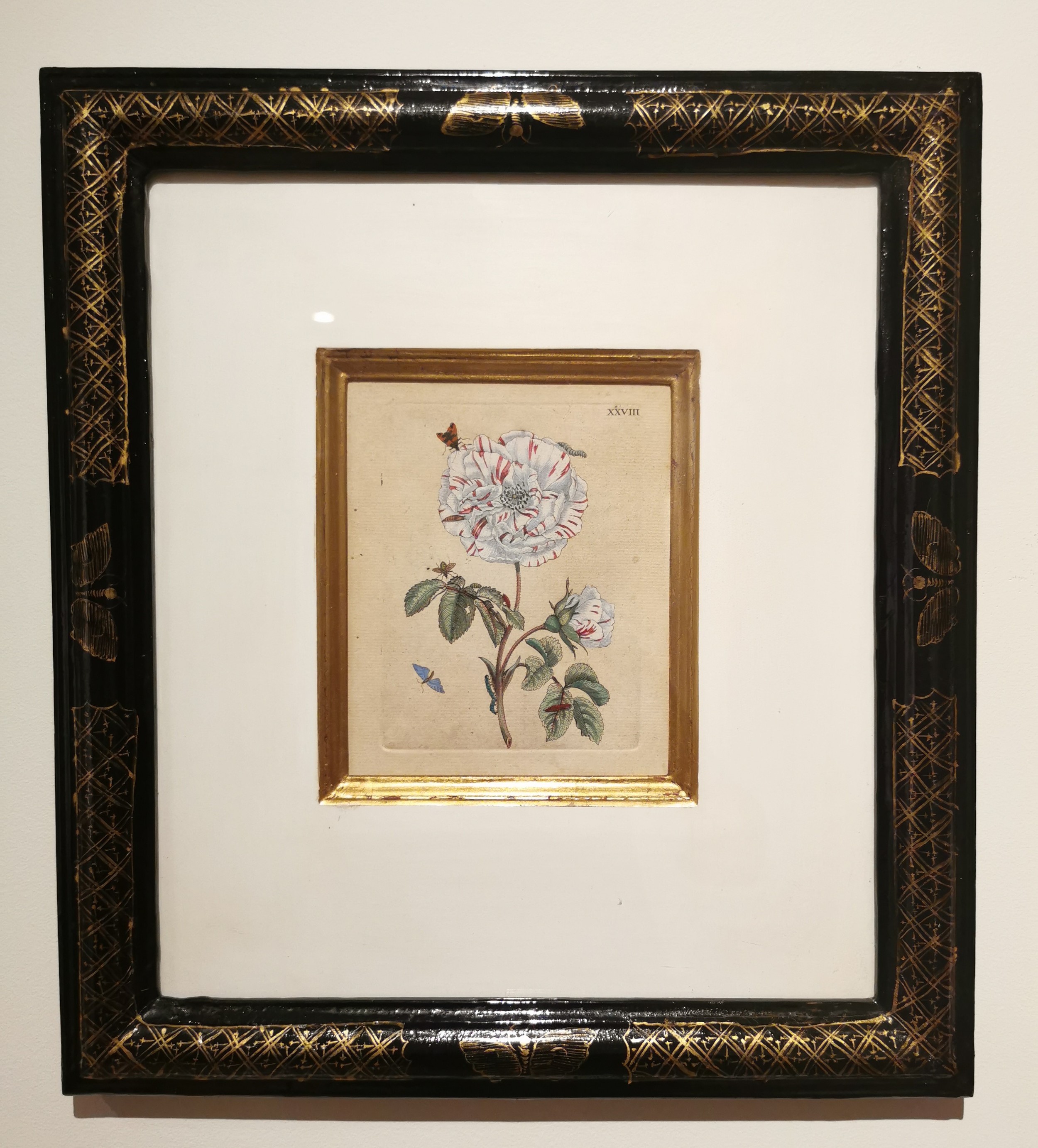 Maria Sibylla Merian, (1647-1717), a lacquered and gilded framed 18th century hand coloured copper - Image 2 of 6