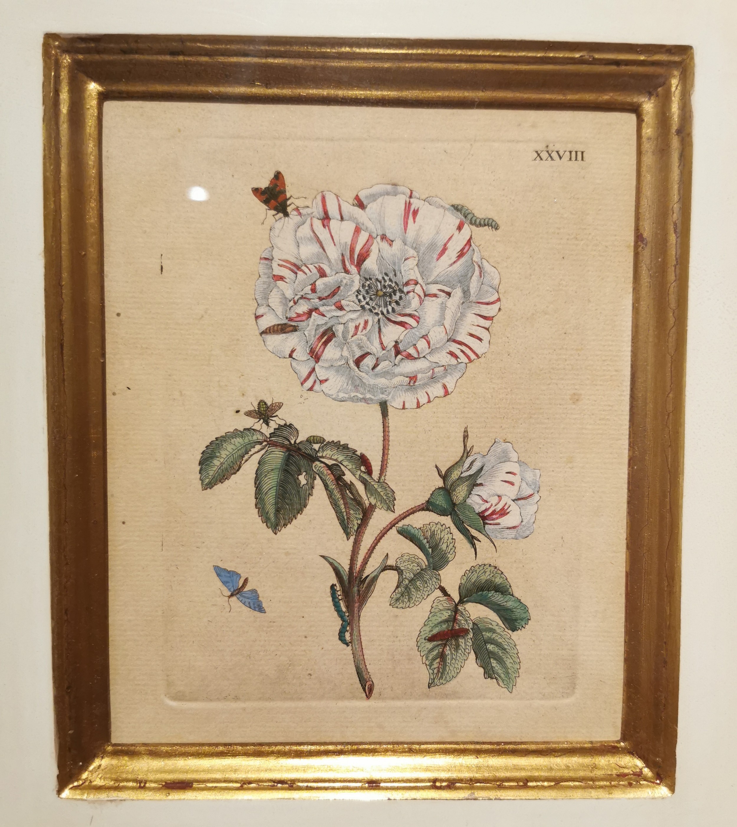 Maria Sibylla Merian, (1647-1717), a lacquered and gilded framed 18th century hand coloured copper