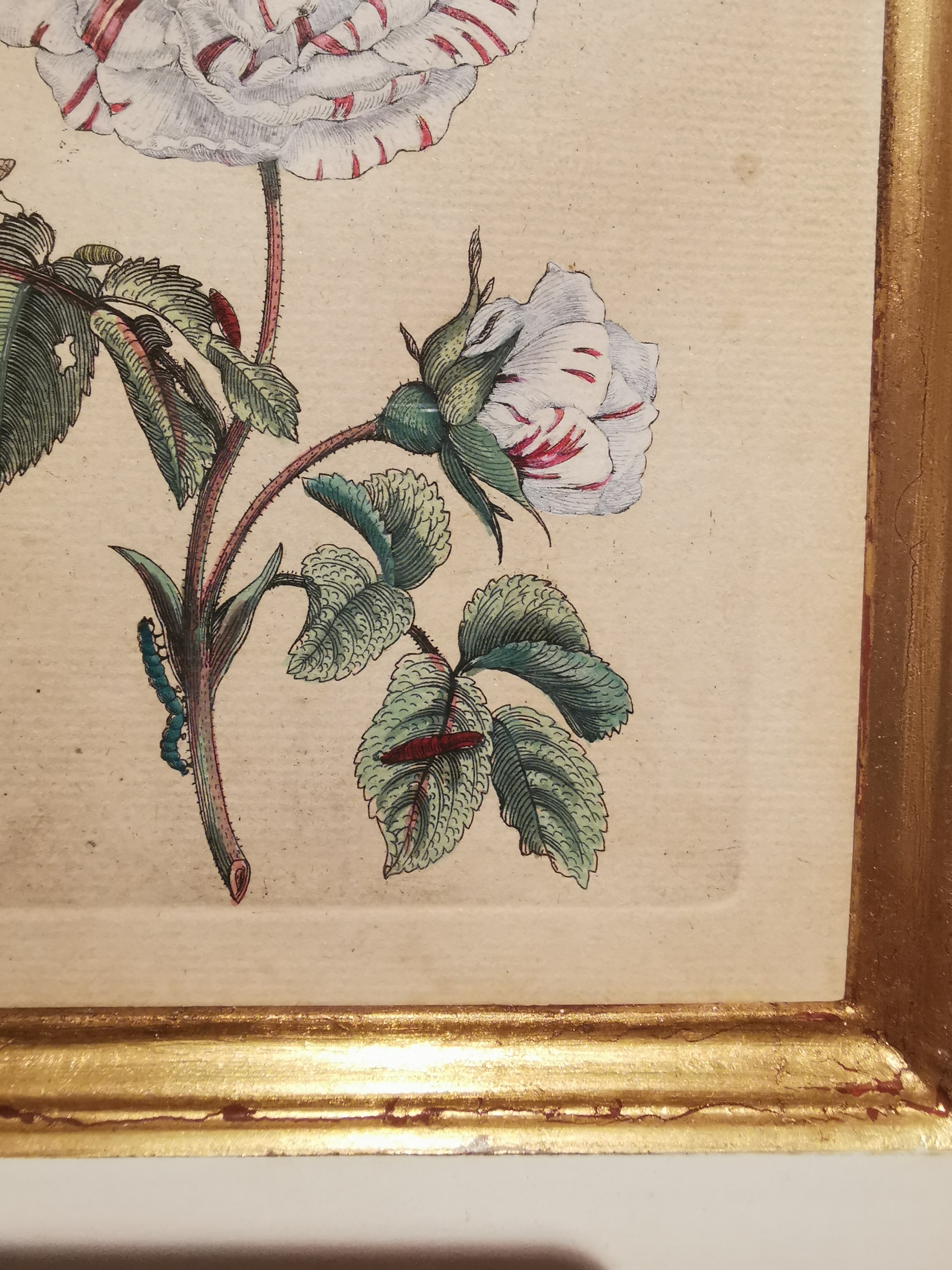 Maria Sibylla Merian, (1647-1717), a lacquered and gilded framed 18th century hand coloured copper - Image 5 of 6