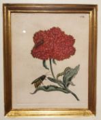 Maria Sibylla Merian, (1647-1717), a lacquered and gilded framed 18th century hand coloured copper