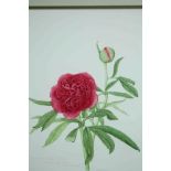 Botanical print. Rose. 'Common Double Peony'. Signed. Framed and glazed. H.52 W.44 cm.