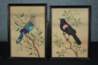 Collage and watercolours. Two 19th century coloured birds in blossom trees, feather and