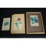 Three hand coloured botanical prints. One framed and glazed. H.36 W.26cm. (largest)