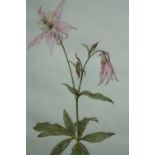 Botanical watercolour. Aquilegia flower signed by Jane Murray and dated 1977. Signed H.58 W.44 cm.