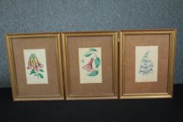 Three framed botanical prints. Published 1851 in the Joseph Harrison's 'The Floricultural Cabinet