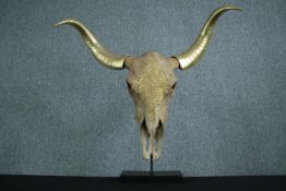 A animal skull with decorative gold horns. H.74 W.80 cm.