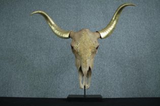 A animal skull with decorative gold horns. H.74 W.80 cm.