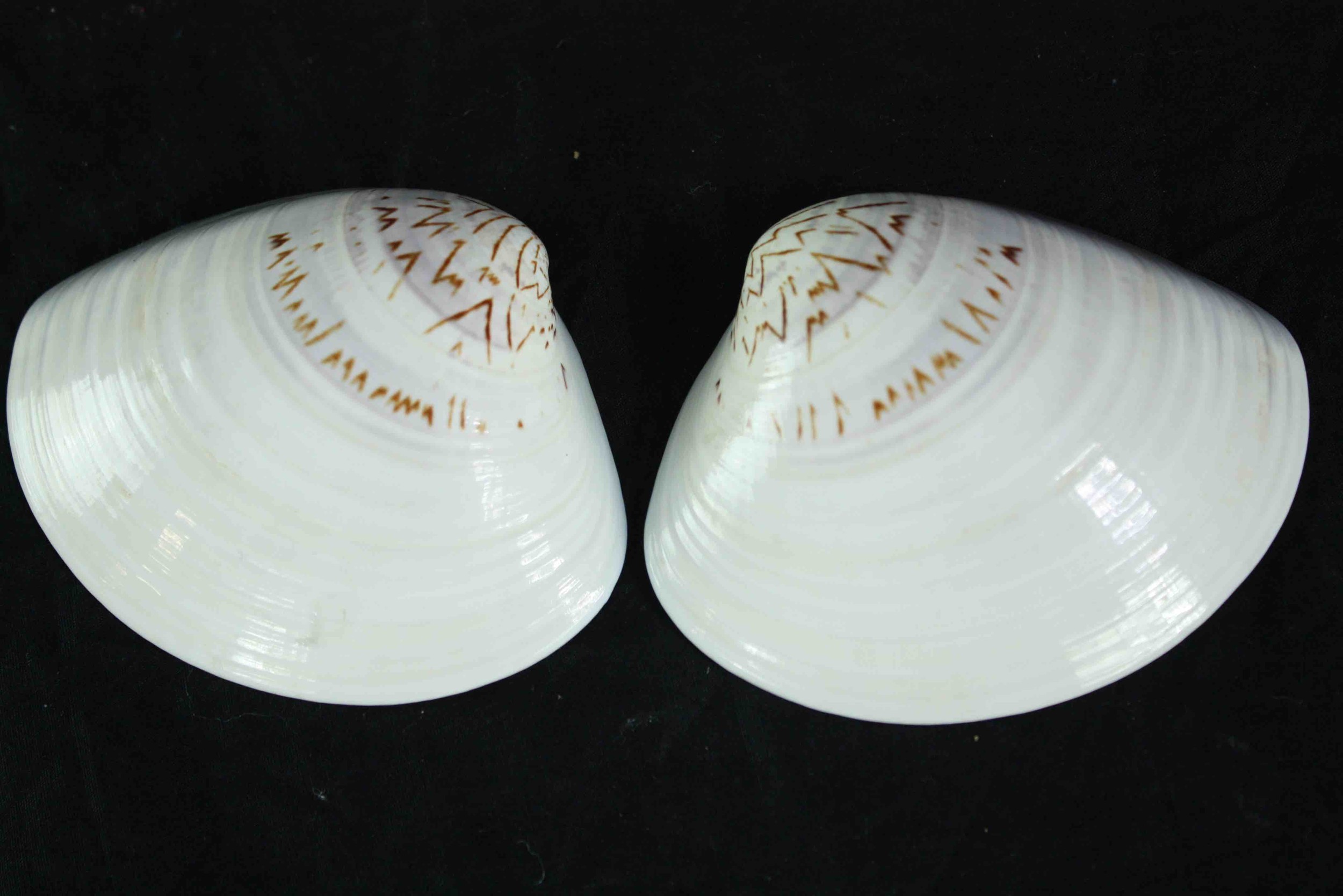 A pair of Japanese hand painted shells and a Chinese pierced hardwood stand. The shells finished - Image 6 of 6