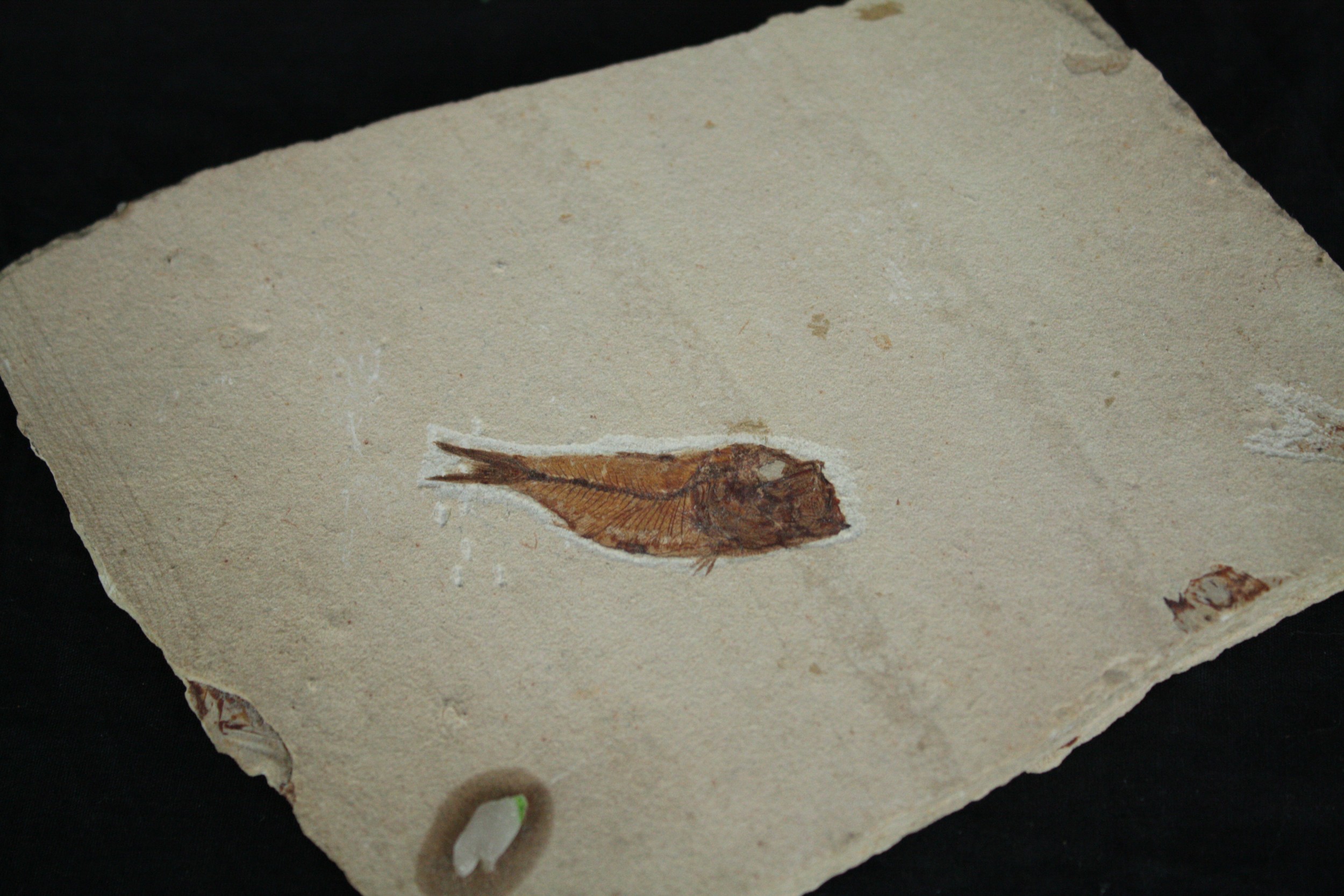 A fossilised fish and a mixed collection of alabaster bowls and a bangle. Dia.43cm. (largest) - Image 5 of 7