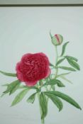 Botanical print. Rose. 'Common Double Peony'. Signed. Framed and glazed. H.52 W.44 cm.