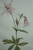 Botanical watercolour. Aquilegia flower signed by Jane Murray and dated 1977. Signed H.58 W.44 cm.